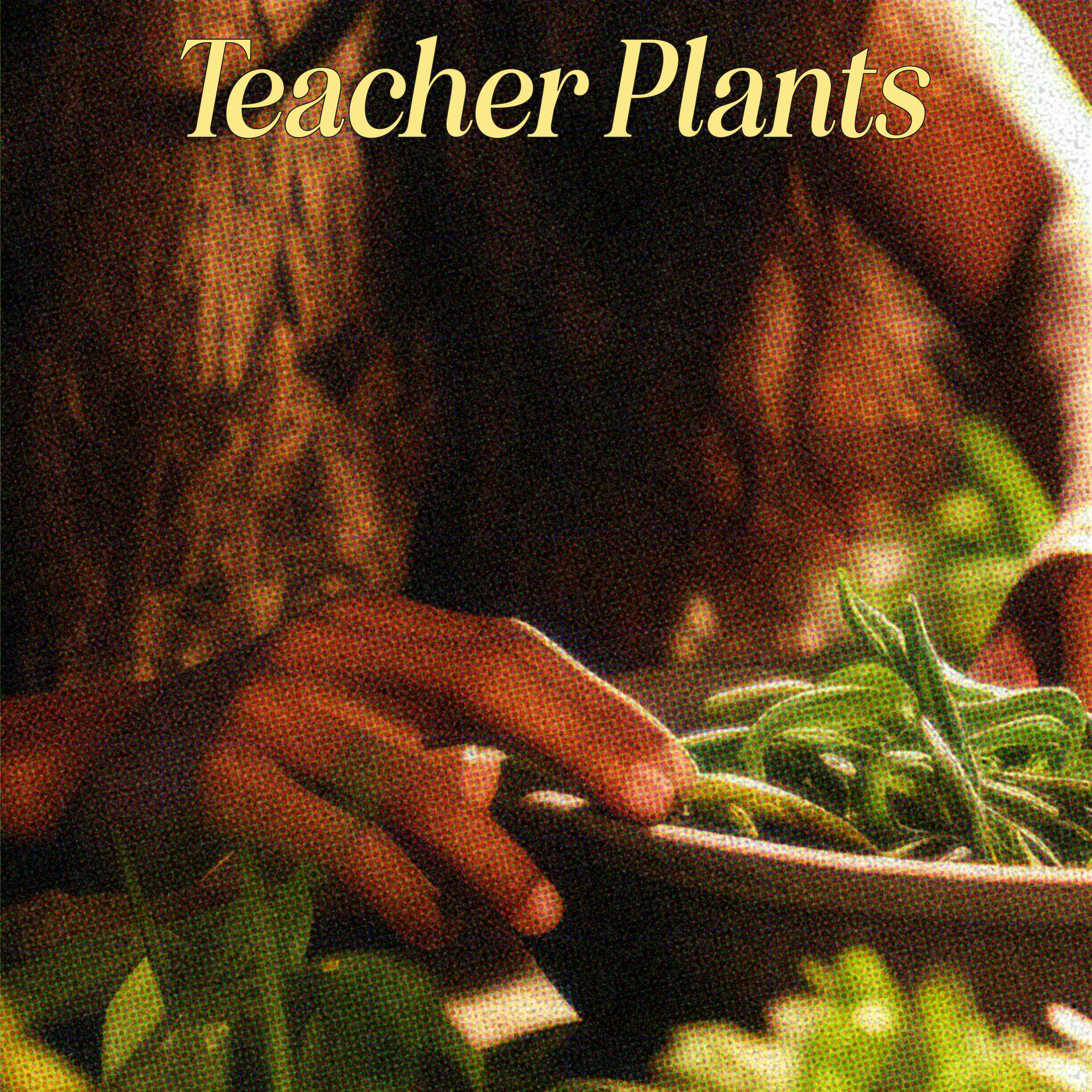 Teacher Plants