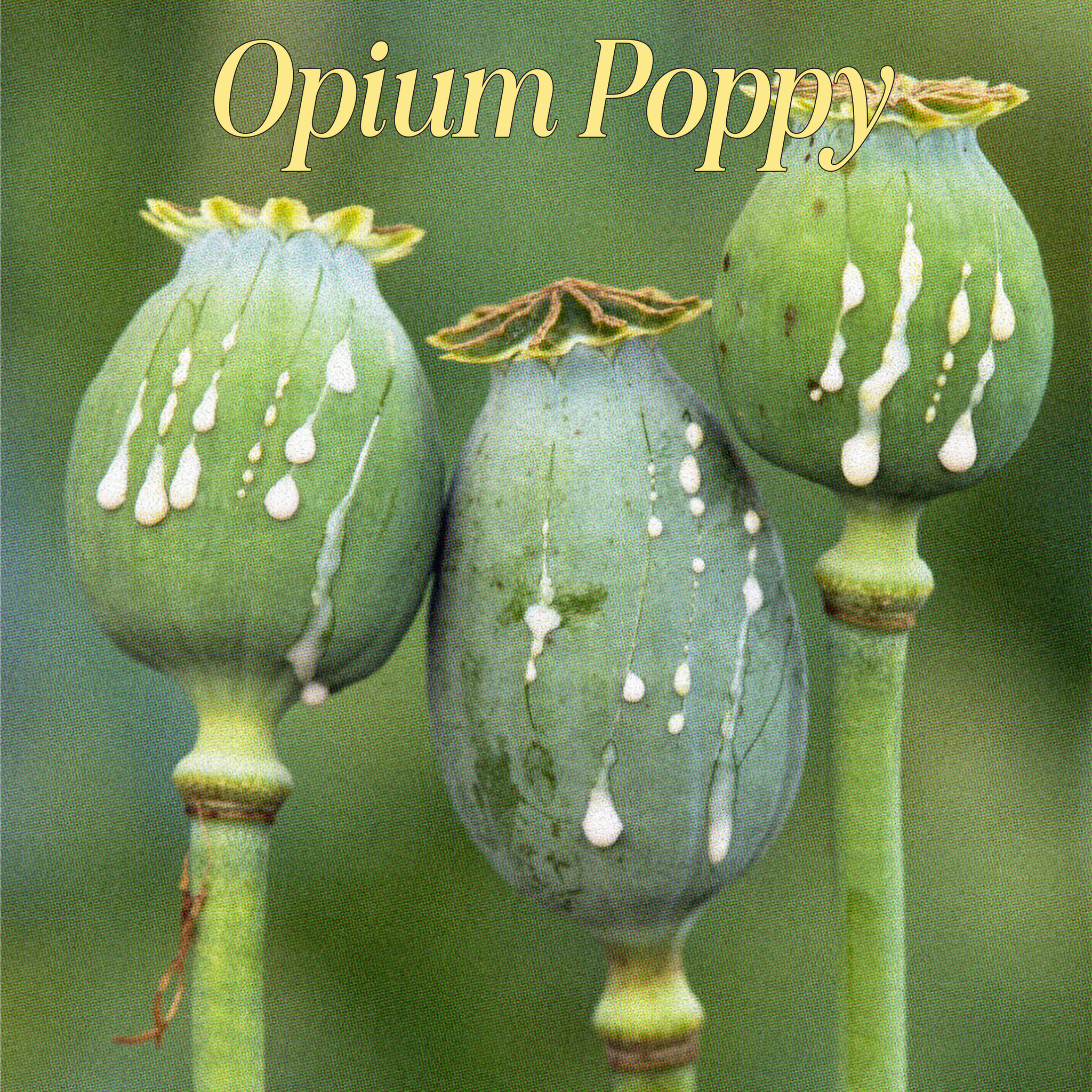 Opium Poppy