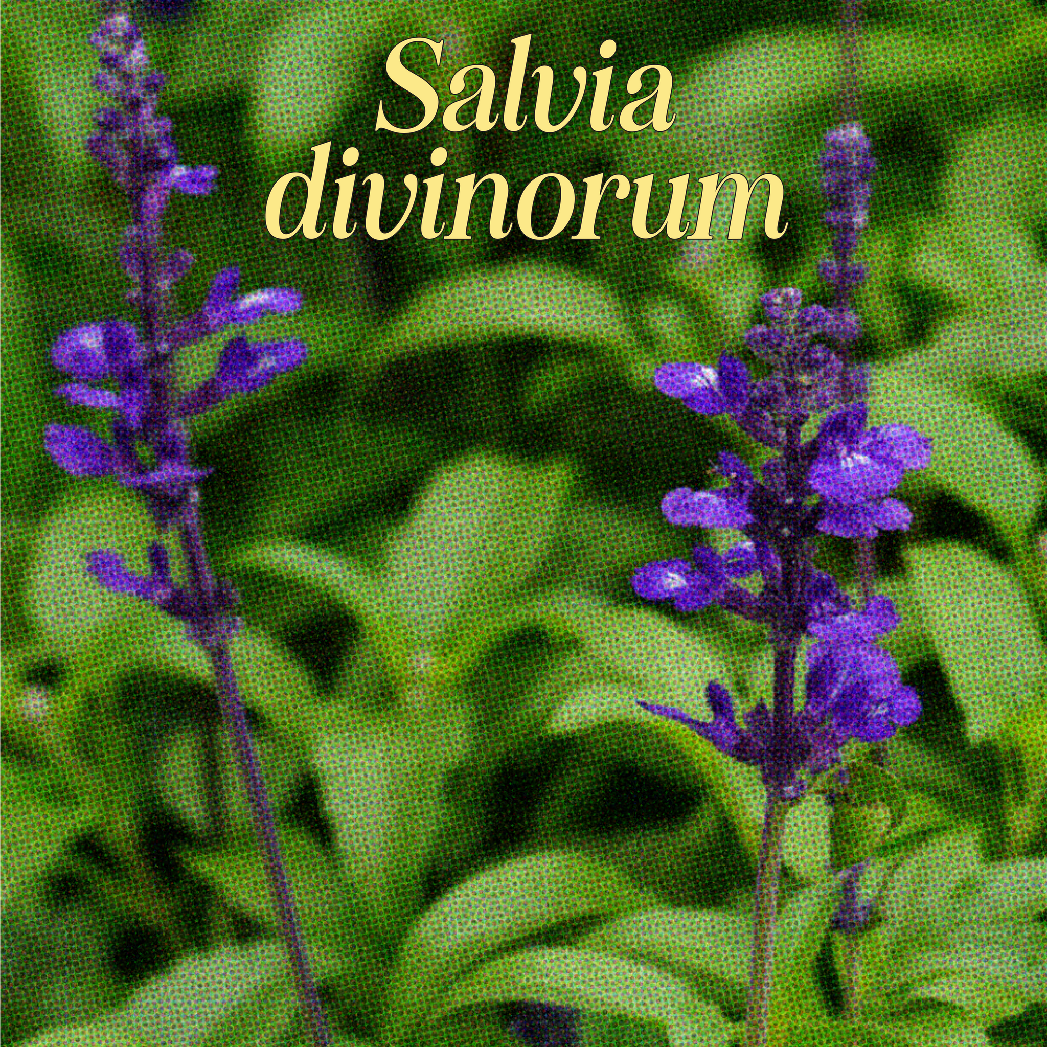 Salvia Divinorum